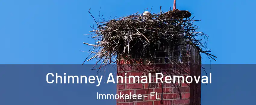 Chimney Animal Removal Immokalee - FL