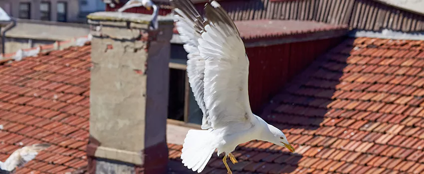 Residential Chimney Animal Removal Solution in Immokalee, FL
