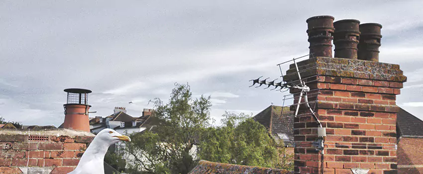 Chimney Cleaning And Restoration in Immokalee, Florida